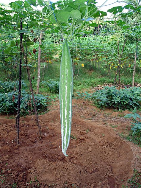 Snake Gourd Plant