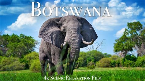 Botswana Okavango Delta 4K Scenic Wildlife Film With African Music