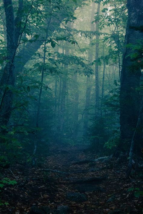 Dark Woods Free Stock Photo - Public Domain Pictures