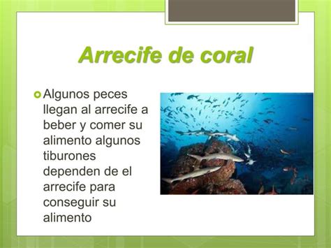 Flora Y Fauna PPT Descarga Gratuita