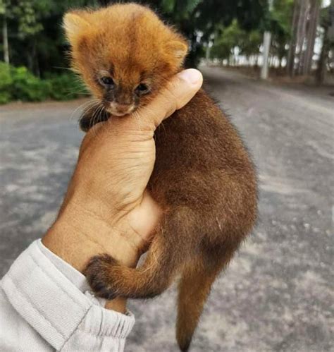 Ameaçado de extinção gato mourisco é solto em reserva na Bahia Anota