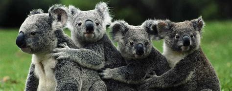 Koala Reserve, Phillip Island