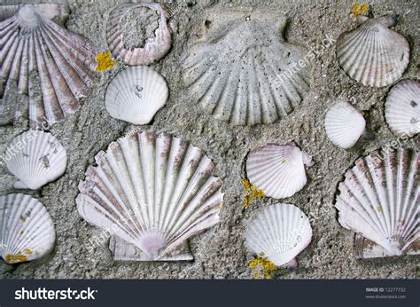 Wall Concrete Encrusted Seashells Stock Photo 12277732 Shutterstock