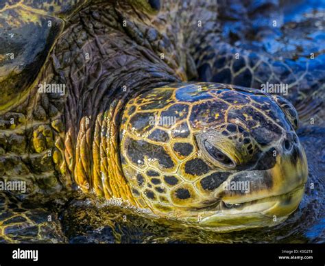 Green Sea Turtle On Maui Hawaii Stock Photo Alamy