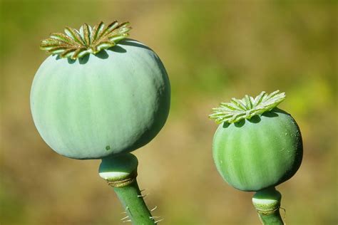 Free Poppy Seed Pod Poppy Images Pixabay