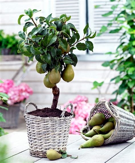 You can dwarf fruit trees in pots and growing trays on the balcony ...