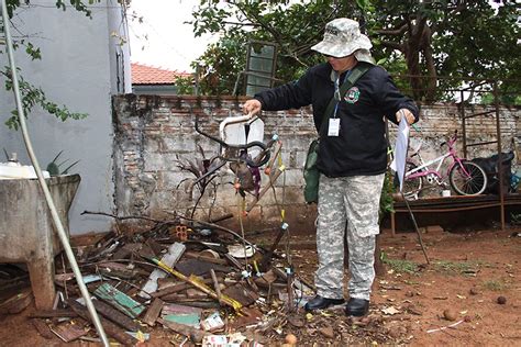 Criadouro do mosquito da dengue está dentro dos quintais aponta