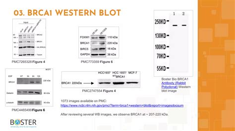 Learn Brca In Minutes Breast Cancer Type Susceptibility Protein