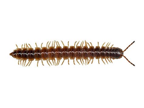 Greenhouse Millipede Oxidus Gracilis Crawling Across Rotting