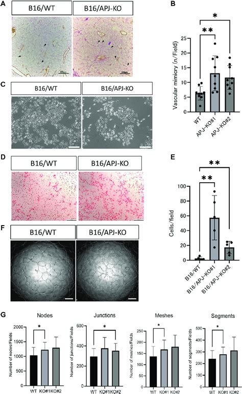 Apj Knock Out In B Cells Promotes Vascular Mimicry In Vivo And In