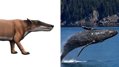 The first whale looked like this: the curious evolution of cetaceans ...