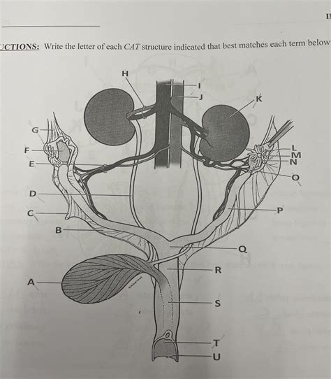 Anatomy Female Cat Anatomy Diagram | Quizlet