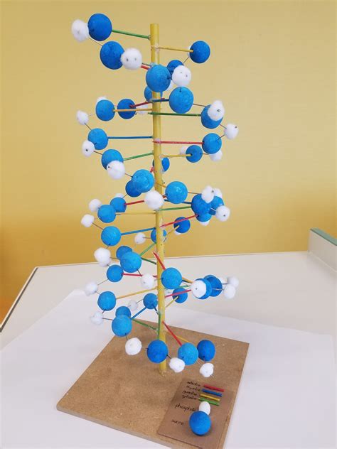 Lorganisme Pluricellulaire Un En Semble De Cellules Sp Cialis Es