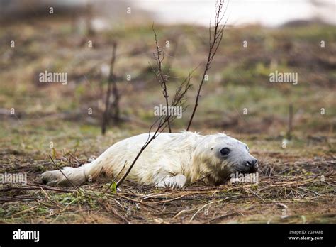 White Newborn Seal Pup In A Grass At Donna Nook Stock Photo Alamy