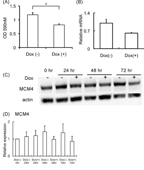 Figure From Minichromosome Maintenance Mcm Protein As A Marker