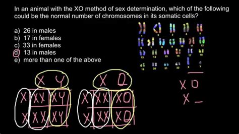 Genetics Xy System Vs Xo And Haplodiploidy Explaned Youtube