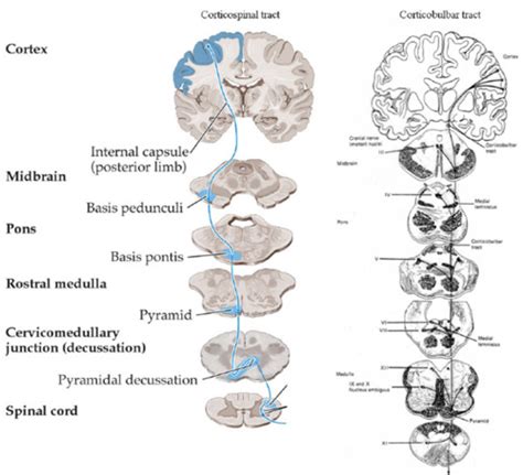 Corticobulbar Tract