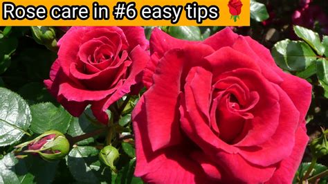 Top 6 Rose Gardening Secret Tips Best Homemade Fertilizer For Rose