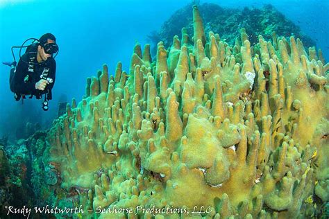 pillar-coral - Dive DominicaDive Dominica