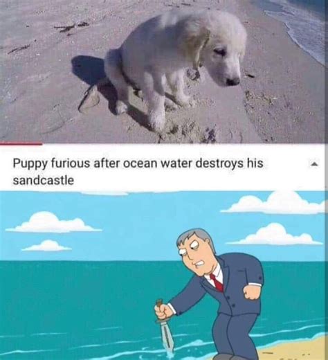 Dog Water Meme | Meme Dogs