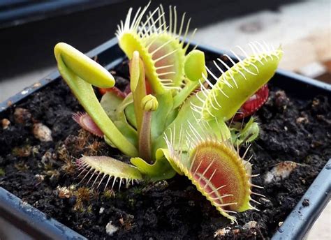 The Venus Flytrap A Complete Care Guide For Dionaea Venus Fly Trap