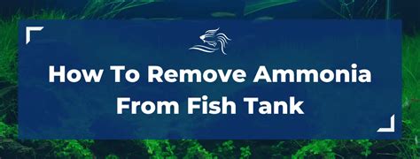 How To Remove Ammonia From Fish Tanks Simple Methods