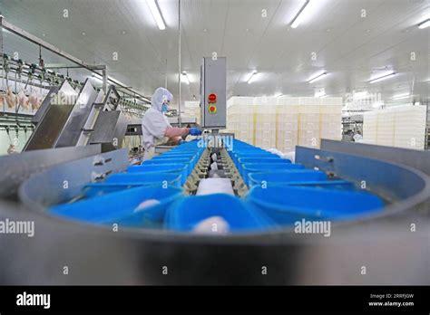 China Chicken Processing Plant Hi Res Stock Photography And Images Alamy