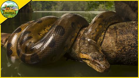 5 Amazing Facts About Green Anacondas Youtube