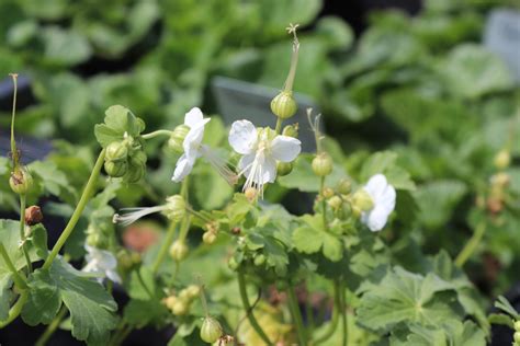 Geranium Macrorrhizum White Ness Zeelandplant