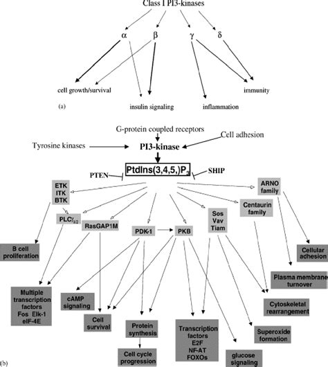 Figure 4 From Control Of P 27 Localization And Degradation By The Pi 3 Kinase Akt Pkb Pathway