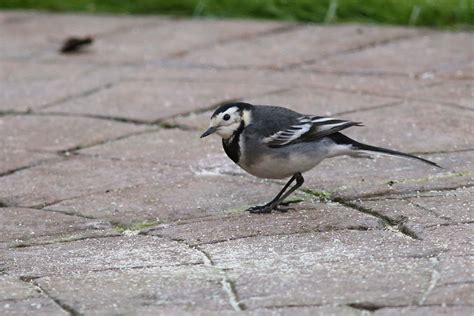 Pied Wagtail