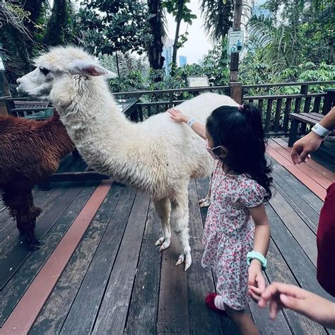 Kl Tower Mini Zoo Haiwan Mesra Di Mini Zoo Kuala Lumpur