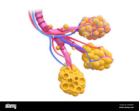 Illustration Of Human Alveoli The Alveoli Are Air Sacs In The Lungs