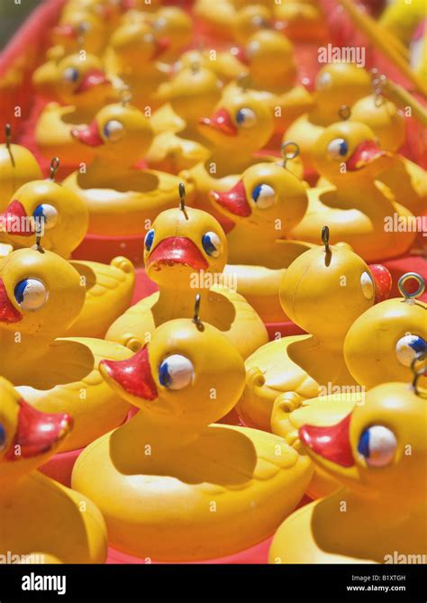 Lots Of Yellow Rubber Ducks In A Row Stock Photo Alamy