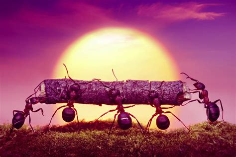 Army Ants Teach Scientists How to Make Moving Bridges