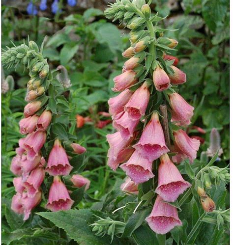 Digitalis Plugs Golden Valley Plants