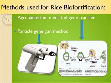 Biofortification Of Rice