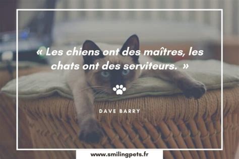 Les Plus Belles Citations Sur Les Chats Equirelation