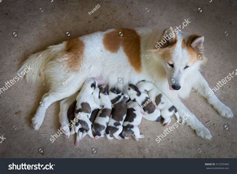 how long do puppies need to be with their mother