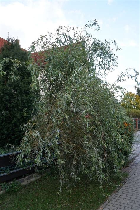 Salix Matsudana Tortuosa Grows In September Berlin Germany Stock