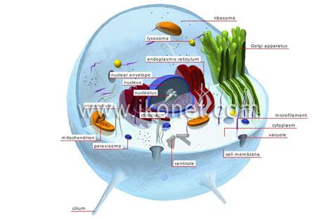 Microtubule Animal Cell