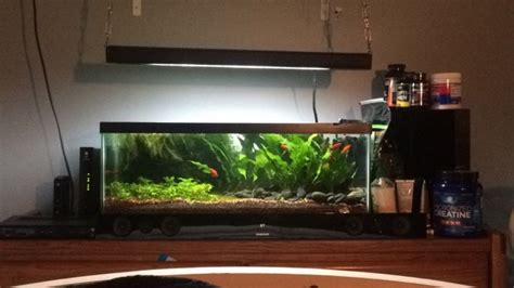 Planted 20 Gallon Long Aquarium Atelier Yuwa Ciao Jp