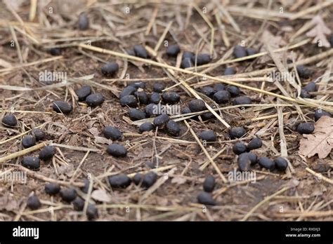 Sheep manure pellets amid straw Stock Photo - Alamy