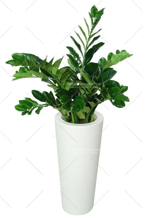 AMIIFOLIA ROBUSTA VERDE H 130 Cm CON VASO PIANTA ARTIFICIALE