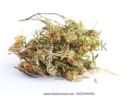 41 Teucrium Montanum Images Stock Photos 3D Objects Vectors