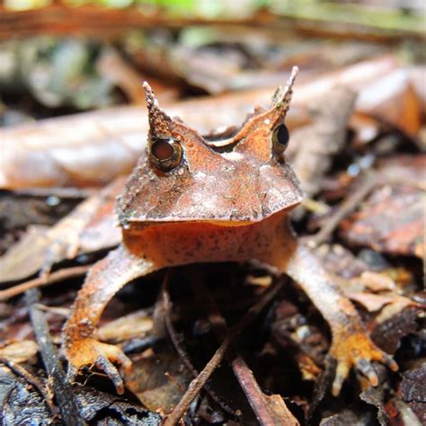 Biodiversidade Brasileira On Twitter J Em Troquei De C Mera