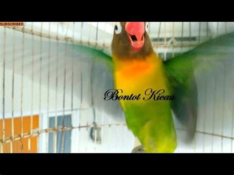 Lovebird Gacor Pancingan Lovebird Paud Agar Bunyi Masteran Lovebird