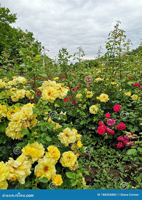 Red and Yellow Roses in the Garden Stock Photo - Image of petals, plant ...