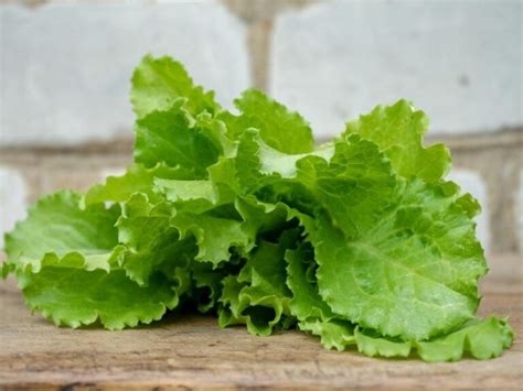 20 Different Types Of Lettuce Varieties Insanely Good