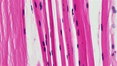 Evolutionary loss of a ryanodine receptor isoform appears to explain how resting muscles produce ...